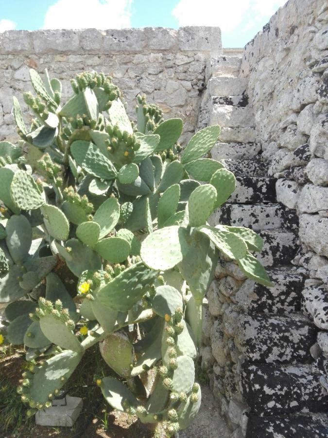 Palacca, Trullo Salentino Andrano Luaran gambar