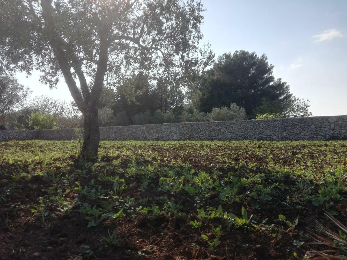 Palacca, Trullo Salentino Andrano Luaran gambar